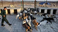 ‌۱۷۰ میلیارد ریال، هزینه کنترل جمعیت سگ‌های ولگرد بر دوش شهرداری گرگان