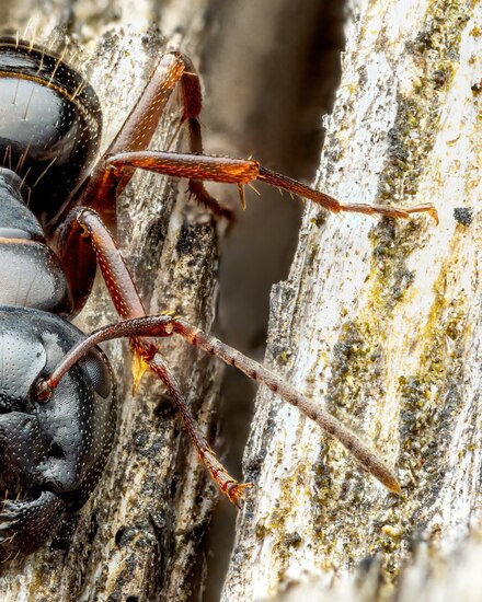 تا بحال از این زاویه مورچه‌ها را دیده بودید / تصویری وحشتناک از مورچه ۵ میلیمتری